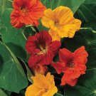 15 Seeds Nasturtium Jewel Mix, easy to grow     #IEB2