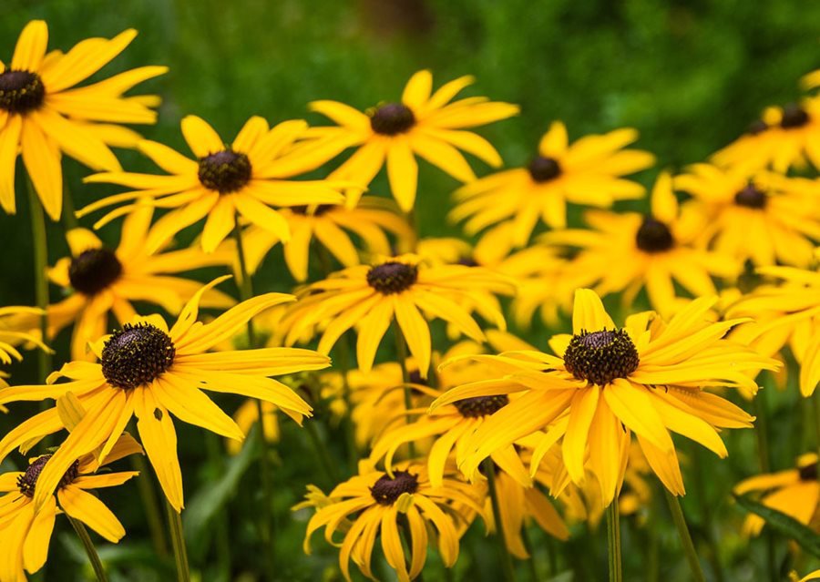 430 seeds black eyed susan yellow, easy to grow IEB2