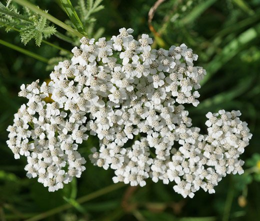 Flower seeds Yarrow White Flower, 240 Seeds  #IEB2
