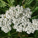 Flower seeds Yarrow White Flower, 240 Seeds  #IEB2