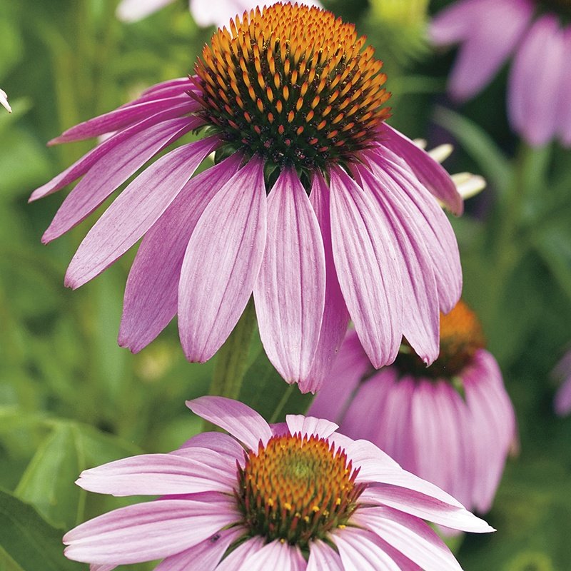 75 Seeds Coneflower Purple Flower Echinacea, easy to grow   #IEB2