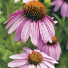 75 Seeds Coneflower Purple Flower Echinacea, easy to grow   #IEB2