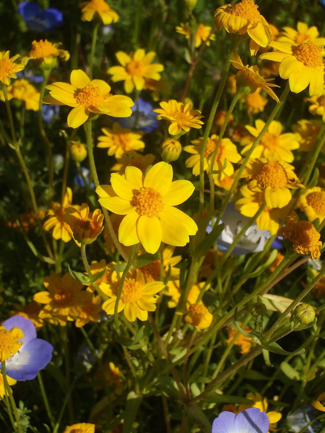 Flower seeds Goldfields  Lasthenia Glabrata Yellow , 230 Seeds      #IEB2