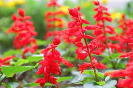 flower seeds Sage Scarlet Red Flower, 70 Seeds      #IEB2