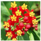 18 Seeds   Milkweed  Bloodflower, great for your garden  #IEB2