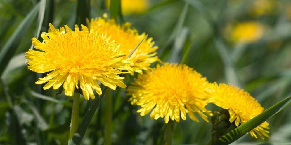 100 Seeds   Dandelion, easy to grow  #IEB2