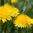 100 Seeds   Dandelion, easy to grow  #IEB2