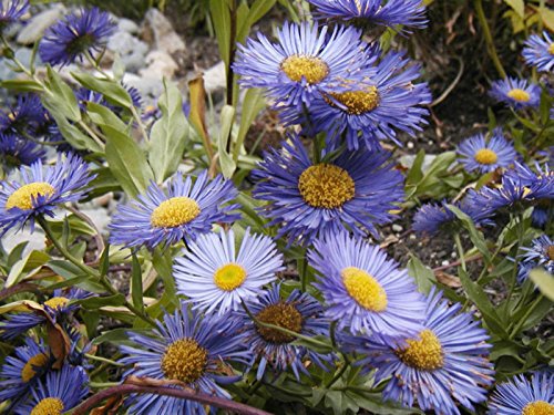 Flower seeds New England Aster Mix, 215 Seeds    #IEB2
