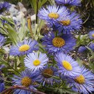 Flower seeds New England Aster Mix, 215 Seeds    #IEB2