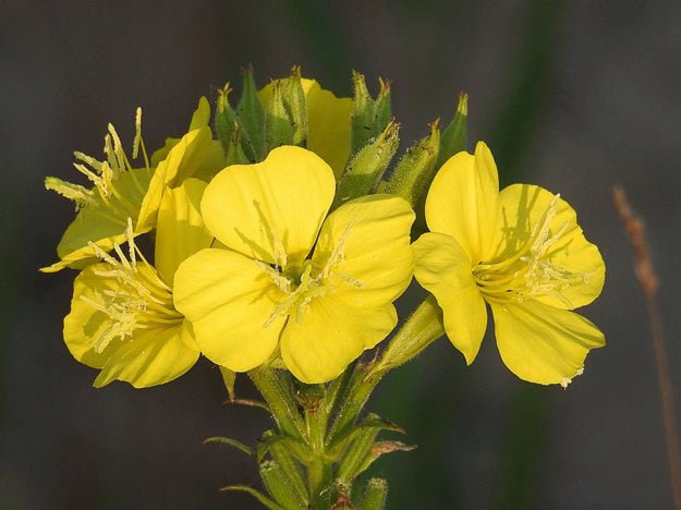 Primrose evening 1000 seeds, great for your garden   #IEB2