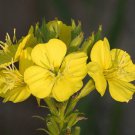 Primrose evening 1000 seeds, great for your garden   #IEB2