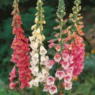 2000 seeds  Foxglove  excelsior mix flower,easy to grow      #IEB2