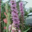 Flower seeds Liatris Spicata  Blazing Stars, 350 Seeds      #IEB2