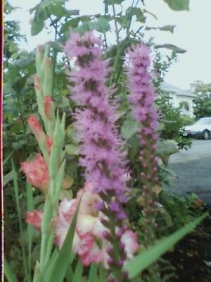 Flower seeds Liatris Spicata  Blazing Stars, 350 Seeds      #IEB2
