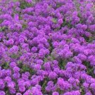 Flower seeds verbena  moss , 860 seeds     #IEB2