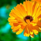 Flower seeds Calendula  reseeds, 210 seeds    #IEB2