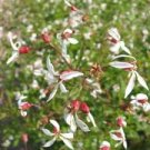 10 Seeds Indian Physic  White Perennial Flower, easy to grow     #IEB2