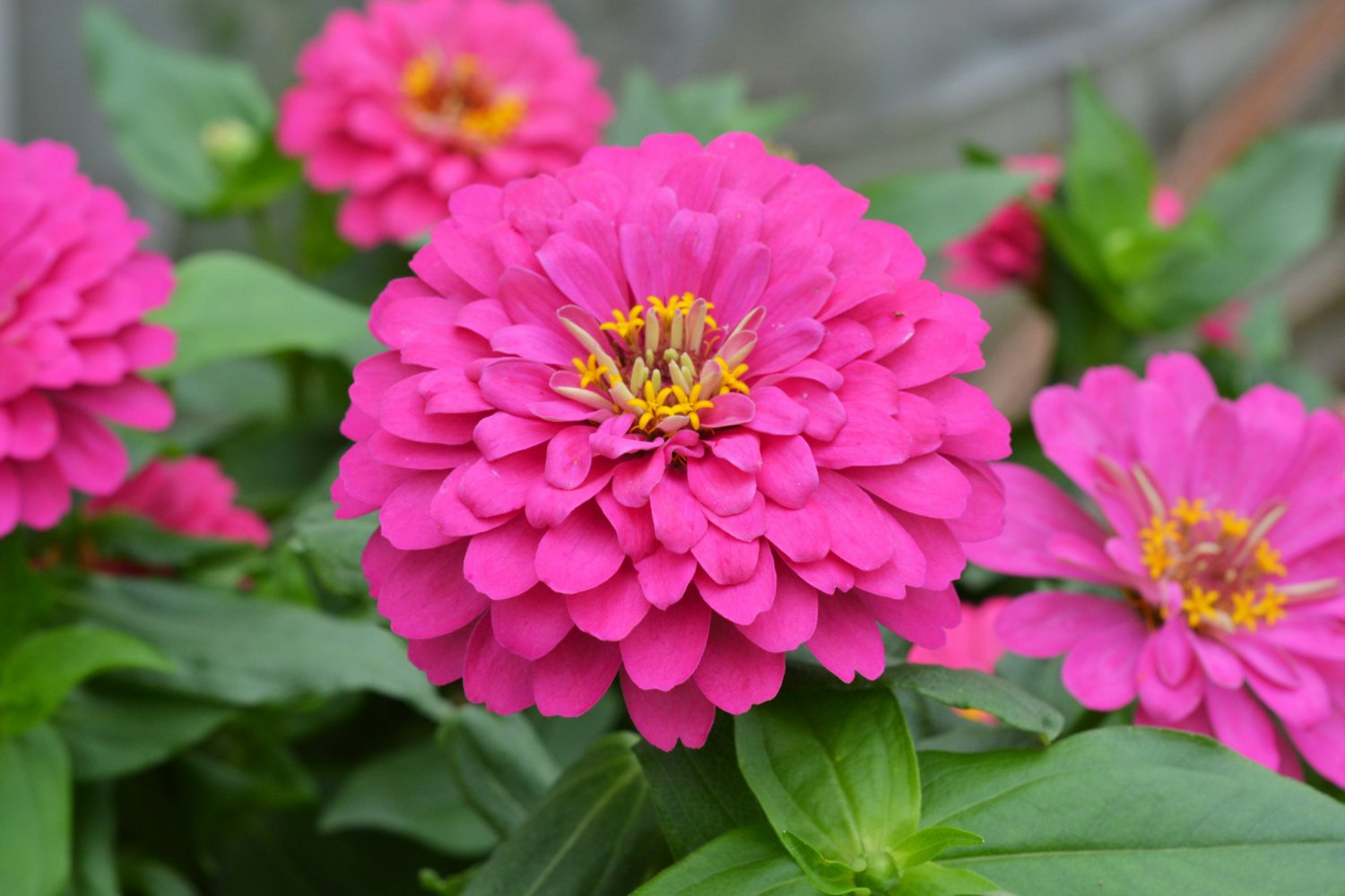 Flower seeds Zinnia Pink Fully Double, 60 Seeds     #IEB2