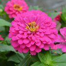 Flower seeds Zinnia Pink Fully Double, 60 Seeds     #IEB2