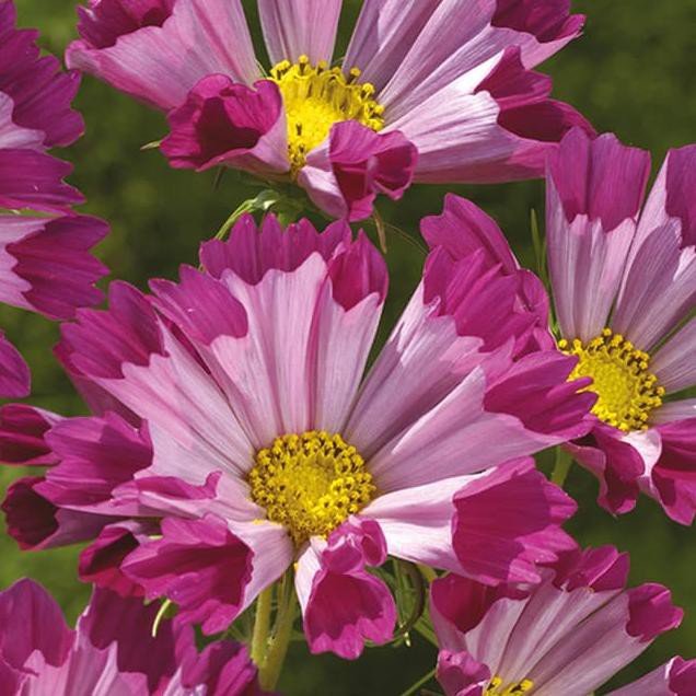 Flower seeds Cosmos  Seashells , 150 Seeds   #IEB2