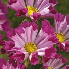 Flower seeds Cosmos  Seashells , 150 Seeds   #IEB2