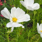 ,240 Seeds Cosmos  White Psycho Annual Flower easy to grow  #IEB2