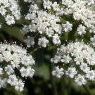 135 Seeds Anise  Licorice Plant , easy to grow    #IEB2