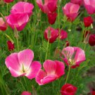 450 Seeds Poppy california  Carmine, easy to grow     #IEB2