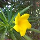 5 Seeds  Oleander  Yellow Evergreen,easy to grow       #IEB2