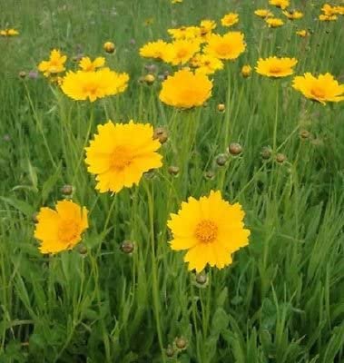 239 Seeds Coreopsis Lance-Leaf.easy to grow   #IEB2