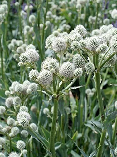 Flower seeds rattlesnake master white  , 105 seeds      #IEB2