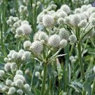 Flower seeds rattlesnake master white  , 105 seeds      #IEB2