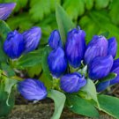 570 Seeds Bottle Gentian Blue  color, easy to grow     #IEB2