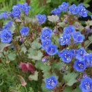 Flower seeds Bluebell 1000 seeds, easy to grow     #IEB2