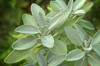 28 Seeds Sage Perennial Culinary Herb, easy to grow      #IEB2