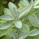 28 Seeds Sage Perennial Culinary Herb, easy to grow      #IEB2
