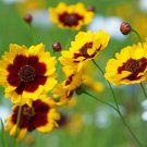 2200 Seeds Coreopsis  Plains  Yellow color, great for your garden     #IEB2