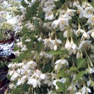 18 seeds snowbell  white flower,easy to grow  #IEB2