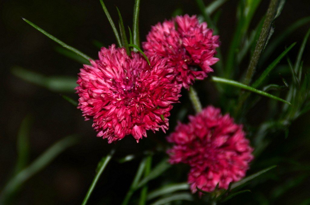 Flower seeds Red Bachelor's Buttons Multiple Red 120 Seeds     #IEB2