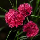 Flower seeds Red Bachelor's Buttons Multiple Red 120 Seeds     #IEB2