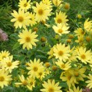 30 Seeds Lemon Queen Sunflower Yellow Flower Blooms     #IEB2