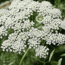 100 Seeds Queen Anne's Lace Bishop's  white color, easy to grow   #IEB2