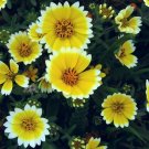 65 Seeds Tidy Tips  Drought Tolerant  Yellow  color, easy to grow  #IEB2