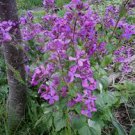 15 Seeds Money Lunaria Dark Purple, easy to grow      #IEB2