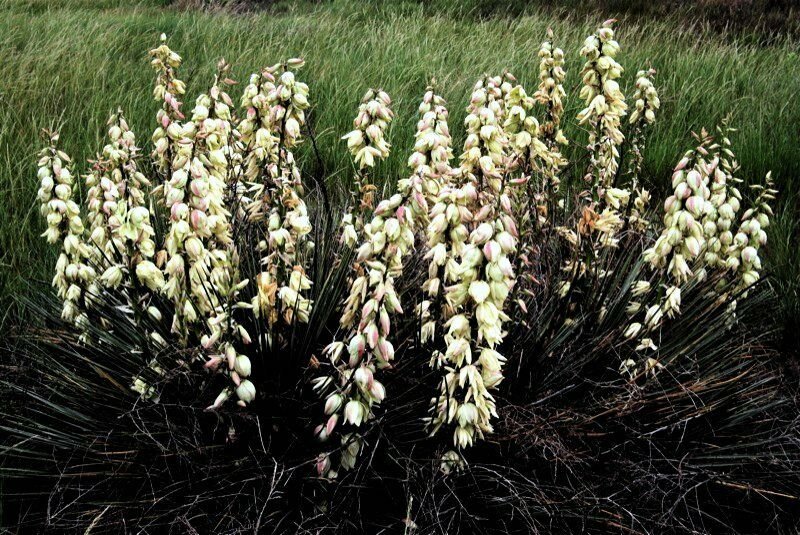 10 Seeds Soapweed  Yucca Glauca White, easy to grow      #IEB2