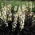 10 Seeds Soapweed  Yucca Glauca White, easy to grow      #IEB2