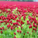 Flower seeds Crimson Clover Trifolium incarnatum 1/2 Lb Seeds #IEB2
