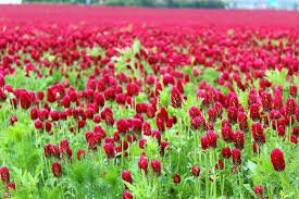 Flower seeds Crimson Clover Trifolium incarnatum 1/2 Lb Seeds #IEB2