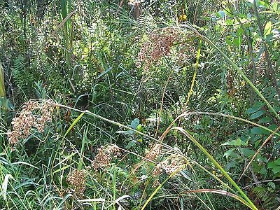450 seeds Wool Grass  Scirpus Cyperinus, easy to grow  #IEB2
