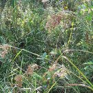 450 seeds Wool Grass  Scirpus Cyperinus, easy to grow  #IEB2